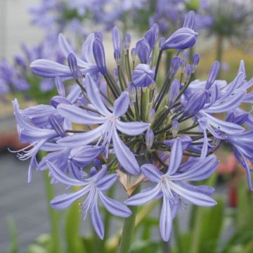 Agapanthe Vallée de l'Authion