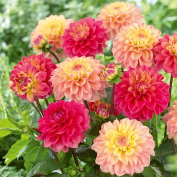 Dahlias nains en mélange Princesses Elisabeth et Gracia