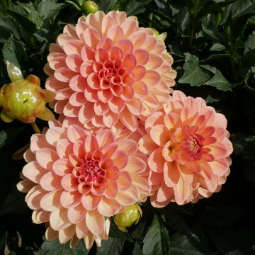 Dahlia nain double Péché Mignon