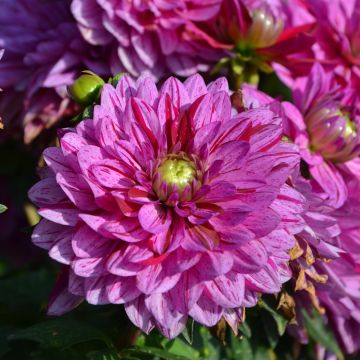 Dahlia nain double Sorbet