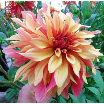 Dahlia Décoratif à Grandes Fleurs French Cancan