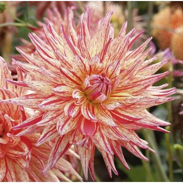 Dahlia Cactus à Grandes Fleurs Marcanti