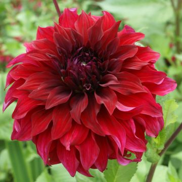 Dahlia d&eacute;coratif &agrave; grandes fleurs XXL Spartacus