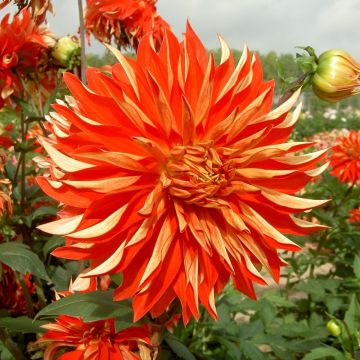 Dahlia décoratif Feu Follet