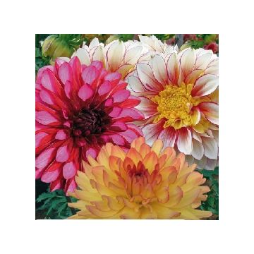 Dahlias assortiment fleurs sensuelles