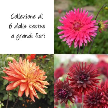 Collection de 6 dahlias à grandes fleurs
