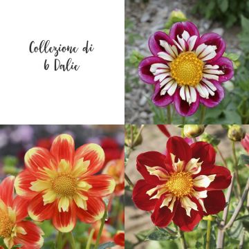 Collection de 6 dahlias à collerette