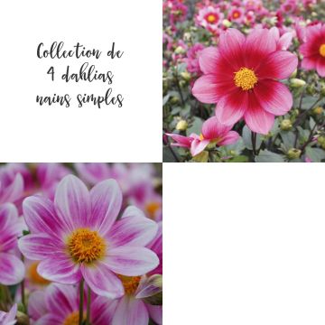 Collection de 4 dahlias nains simples