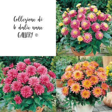 Lot de Dahlias Nains Gallery ®