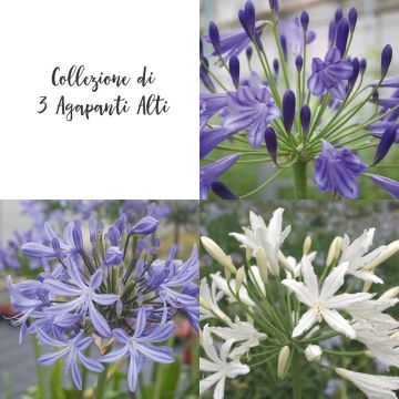 Collection de 3 agapanthes hautes