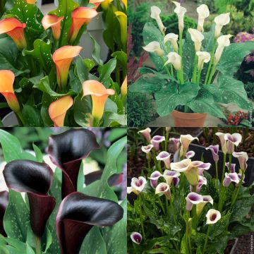 Collection de 6 Arums