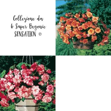 Collection de 6 Super bégonias SENSATION ®