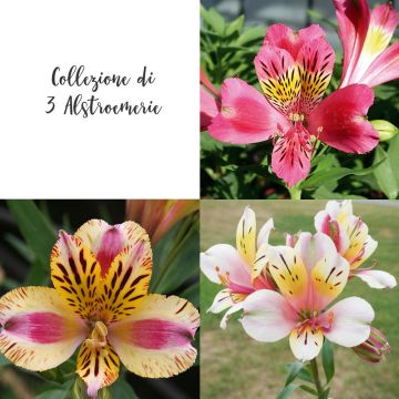 Collection de 3 alstroemères