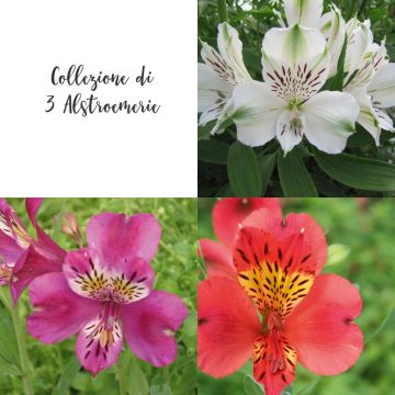 Collection de 3 alstroem&egrave;res