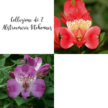Collection de 2 alstroemères Pitchounes