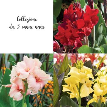 Collection de 3 cannas nains