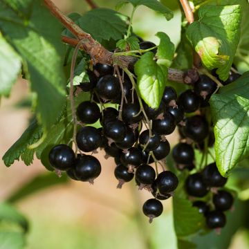 Cassis Andega - Ribes nigrum - Pot de 3L