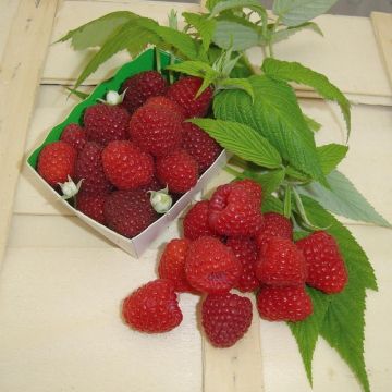 Framboisier MARASTAR ® Cov