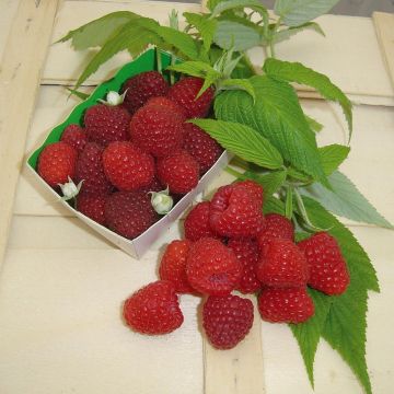 Framboisier Tulameen