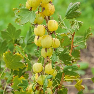 Groseillier à maquereau Invicta