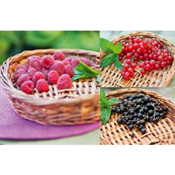 LOT DE 3 PETITS FRUITS