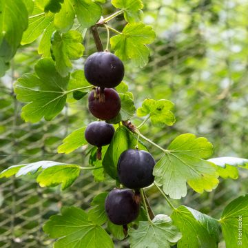 Groseiller - Ribes Jostaberry Buisson