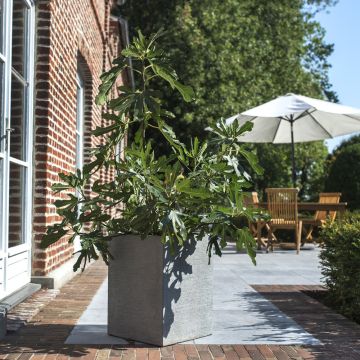 Figuier nain FIGALITY &reg; gamme FRUITALITY &reg;