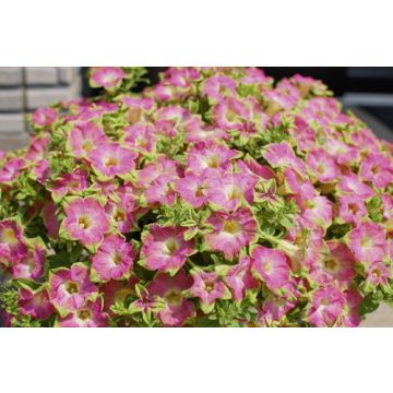 Green Edge Pink® Sunsuf Suika