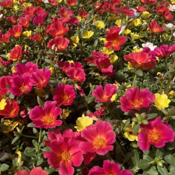 Pourpier ou portulaca DUNA ® Mix
