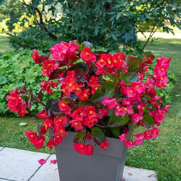 B&eacute;gonia Dragon Wing &reg; Red