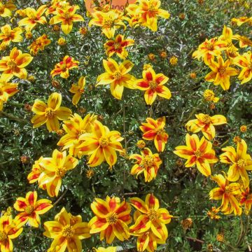 Bidens BEEDANCE ® PAINTED YELLOW Sunbidevb 4