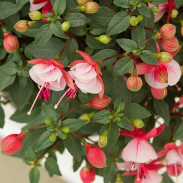 fuchsia semi-retombant BELLA &reg; Hilda