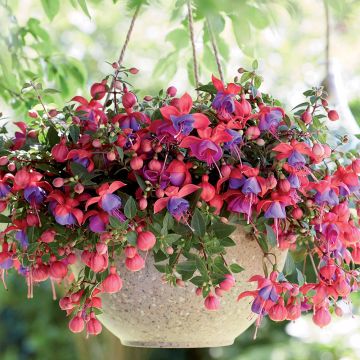 Fuchsia semi-retombant Bella &reg; Maria