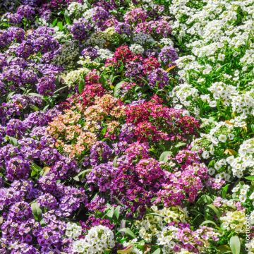 Alysses Easter Bonnet en mélange