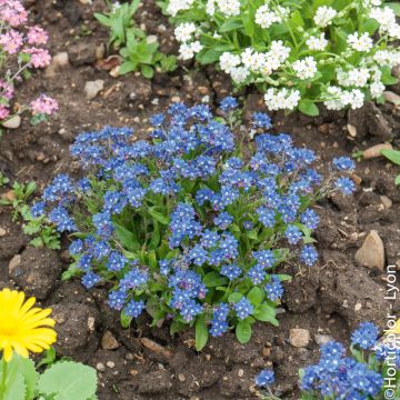 Myosotis Bleu