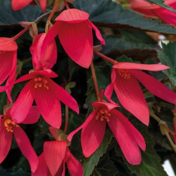 Bégonia GROOVY F1 Rose fleurs