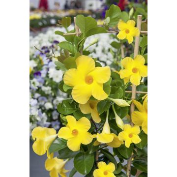 Diamantina® Opale Citrine