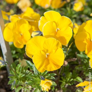 Pensées DELTA PREMIUM sans macule Jaune pur