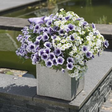 Confetti Garden Shocking Blue