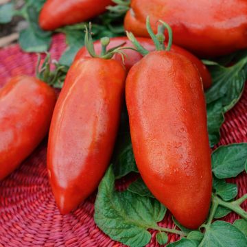 Plant de tomate Licorna F1 (type Andine Cornue) greffé