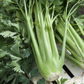 Céleris branche Tango F1