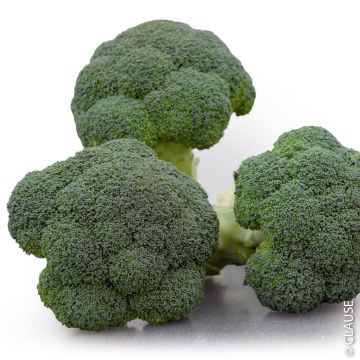 Chou Brocoli Koros F1