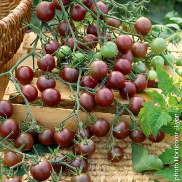 Tomate cocktail Black Cherry
