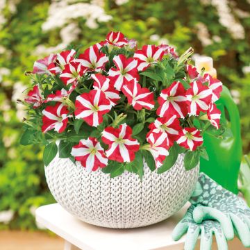 Pétunia AMORE™ King of Hearts en pot sur terrasse