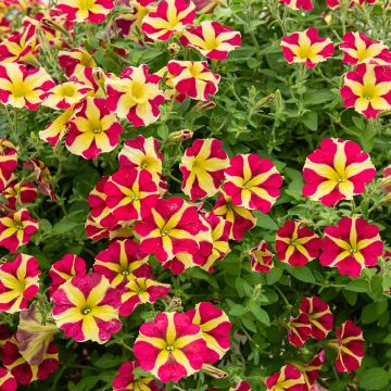 Pétunia semi-retombant AMORE™ Queen-of-Hearts