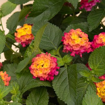 Lantana Bloomify Red