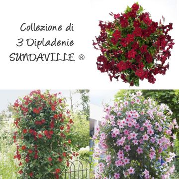 Collection de 3 Diplad&eacute;nias SUNDAVILLE &reg;