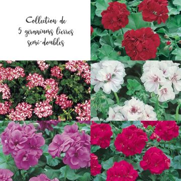 Collection de 5 Géraniums Lierres semi-doubles