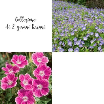 Collection de 2 Géraniums vivaces