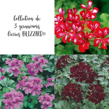 Collection de 3 Géraniums Lierres BLIZZARD ®